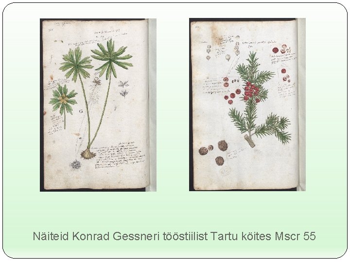 Näiteid Konrad Gessneri tööstiilist Tartu köites Mscr 55 