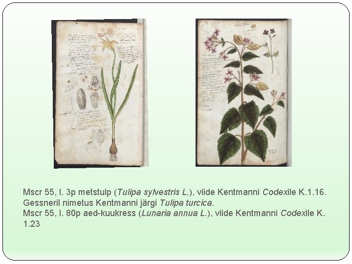 Mscr 55, l. 3 p metstulp (Tulipa sylvestris L. ), viide Kentmanni Codexile K.