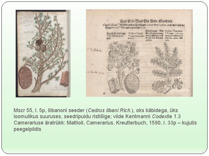 Mscr 55, l. 5 p, liibanoni seeder (Cedrus libani Rich. ), oks käbidega, üks