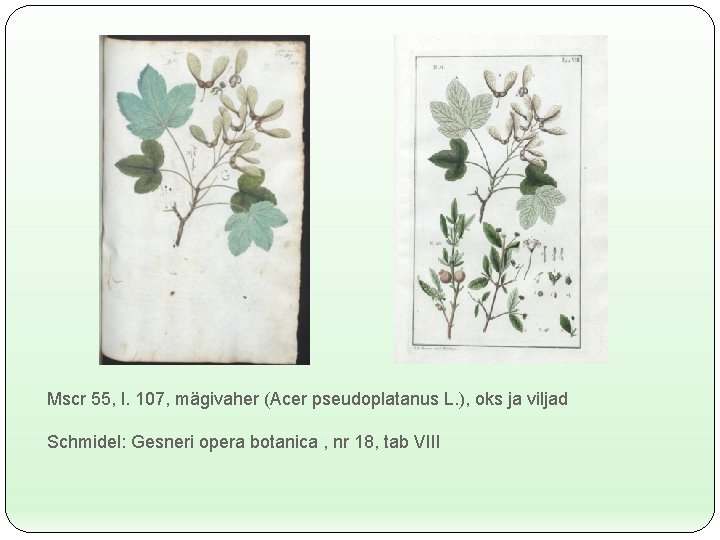 Mscr 55, l. 107, mägivaher (Acer pseudoplatanus L. ), oks ja viljad Schmidel: Gesneri