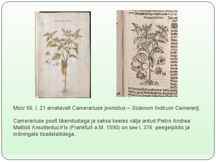 Mscr 56, l. 21 arvatavalt Camerariuse joonistus – Solanum Indicum Camerarij. Camerariuse poolt täiendustega