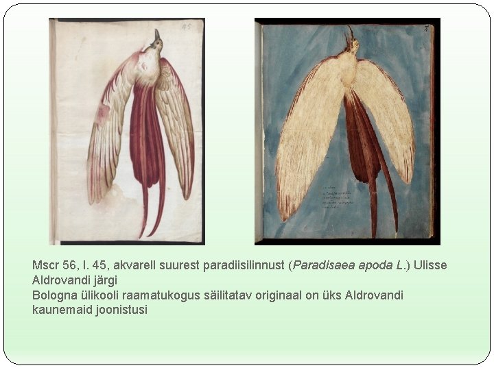 Mscr 56, l. 45, akvarell suurest paradiisilinnust (Paradisaea apoda L. ) Ulisse Aldrovandi järgi