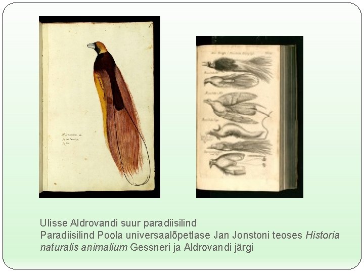 Ulisse Aldrovandi suur paradiisilind Poola universaalõpetlase Jan Jonstoni teoses Historia naturalis animalium Gessneri ja