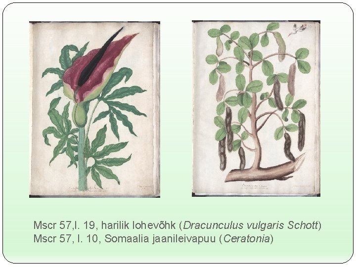 Mscr 57, l. 19, harilik lohevõhk (Dracunculus vulgaris Schott) Mscr 57, l. 10, Somaalia