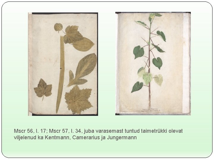 Mscr 56, l. 17; Mscr 57, l. 34, juba varasemast tuntud taimetrükki olevat viljelenud