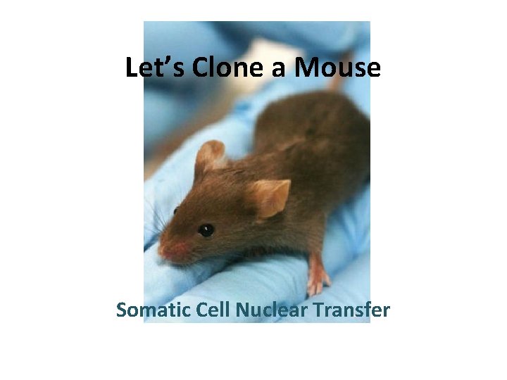 Let’s Clone a Mouse Somatic Cell Nuclear Transfer 