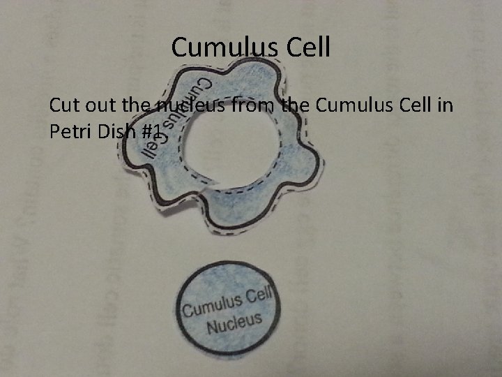 Cumulus Cell Cut out the nucleus from the Cumulus Cell in Petri Dish #1.