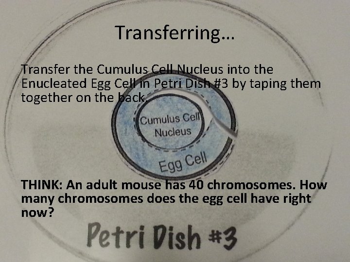 Transferring… Transfer the Cumulus Cell Nucleus into the Enucleated Egg Cell in Petri Dish