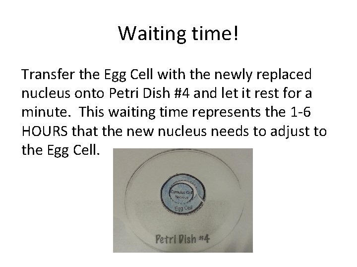 Waiting time! Transfer the Egg Cell with the newly replaced nucleus onto Petri Dish
