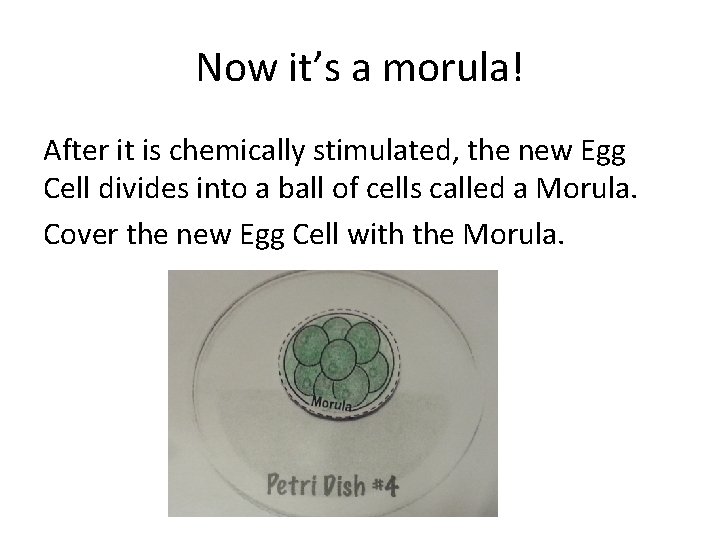 Now it’s a morula! After it is chemically stimulated, the new Egg Cell divides