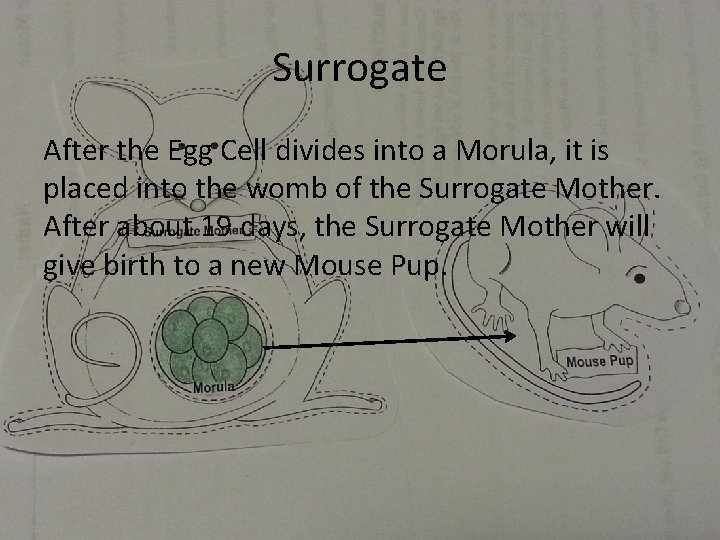 Surrogate After the Egg Cell divides into a Morula, it is placed into the