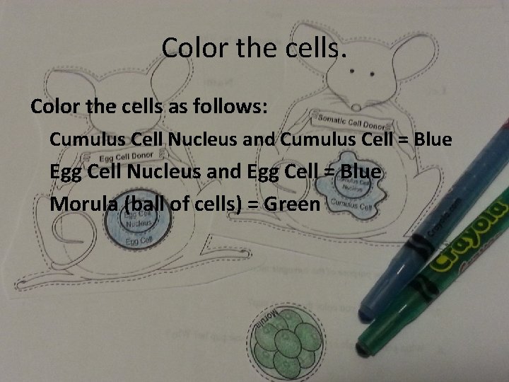 Color the cells as follows: Cumulus Cell Nucleus and Cumulus Cell = Blue Egg