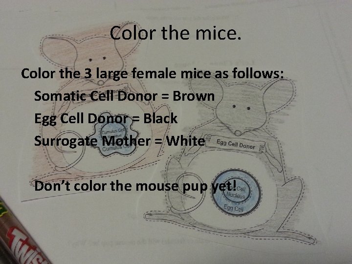 Color the mice. Color the 3 large female mice as follows: Somatic Cell Donor