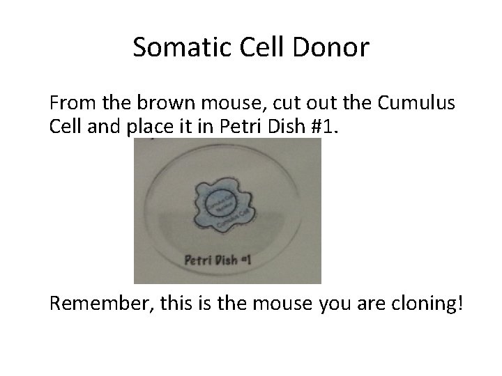 Somatic Cell Donor From the brown mouse, cut out the Cumulus Cell and place