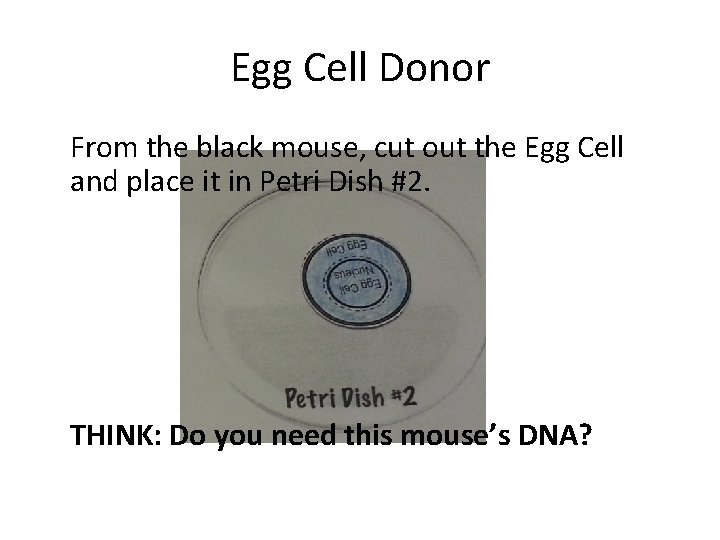 Egg Cell Donor From the black mouse, cut out the Egg Cell and place