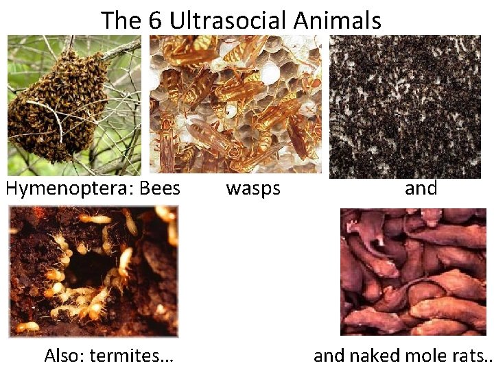 The 6 Ultrasocial Animals Hymenoptera: Bees wasps and ants Also: termites… and naked mole