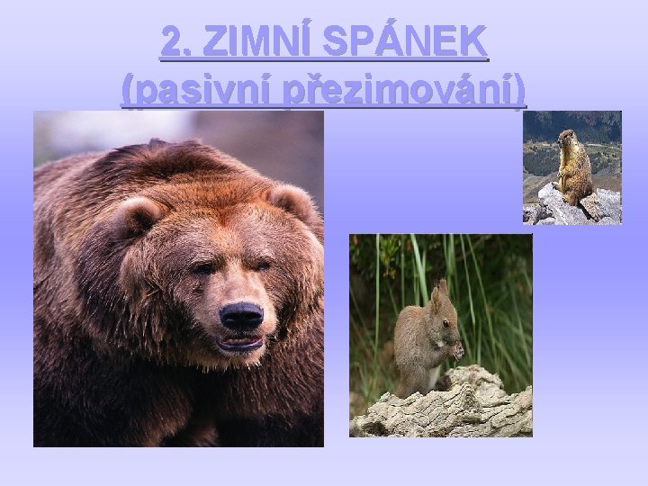 2. ZIMNÍ SPÁNEK (pasivní přezimování) 