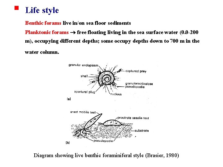 § Life style Benthic forams live in/on sea floor sediments Planktonic forams free floating