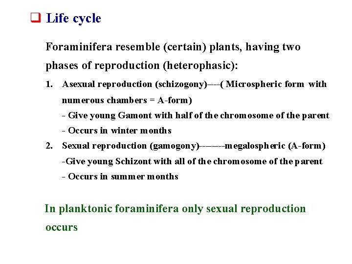 q Life cycle Foraminifera resemble (certain) plants, having two phases of reproduction (heterophasic): 1.