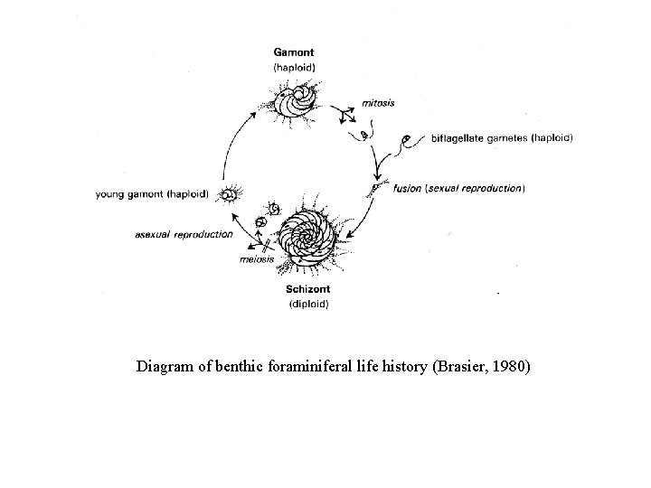 Diagram of benthic foraminiferal life history (Brasier, 1980) 