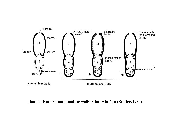 Non-laminar and multilaminar walls in foraminifera (Brasier, 1980). 