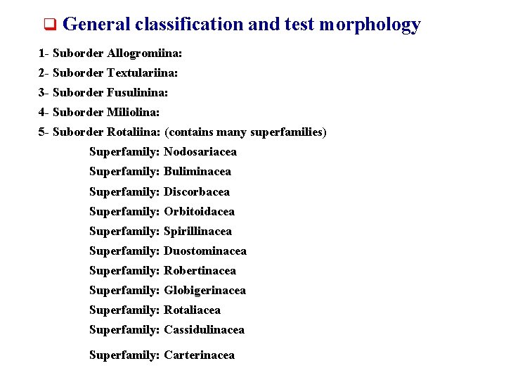 q General classification and test morphology 1 - Suborder Allogromiina: 2 - Suborder Textulariina: