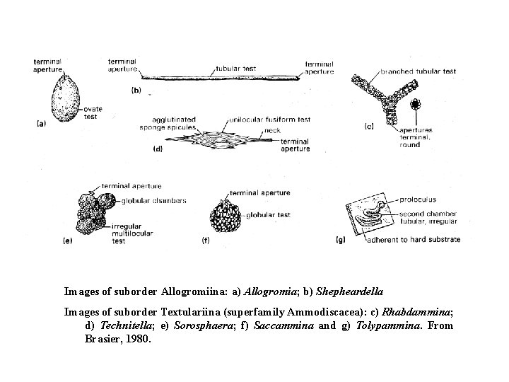 Images of suborder Allogromiina: a) Allogromia; b) Shepheardella Images of suborder Textulariina (superfamily Ammodiscacea):