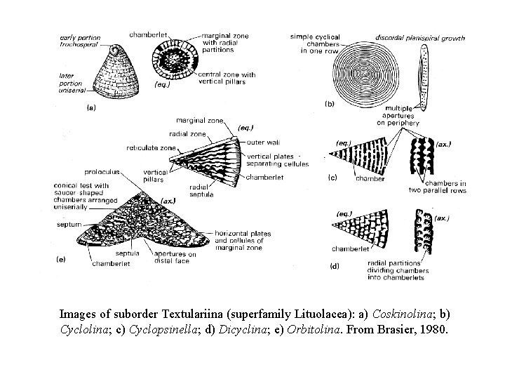 Images of suborder Textulariina (superfamily Lituolacea): a) Coskinolina; b) Cyclolina; c) Cyclopsinella; d) Dicyclina;