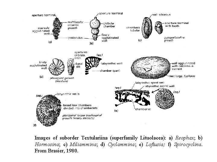 Images of suborder Textulariina (superfamily Lituolacea): a) Reophax; b) Hormosina; c) Miliammina; d) Cyclammina;