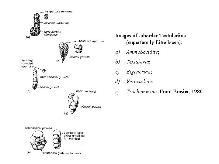 Images of suborder Textulariina (superfamily Lituolacea): a) Ammobaculite; b) Textularia; c) Bigenerina; d) Verneuilina;