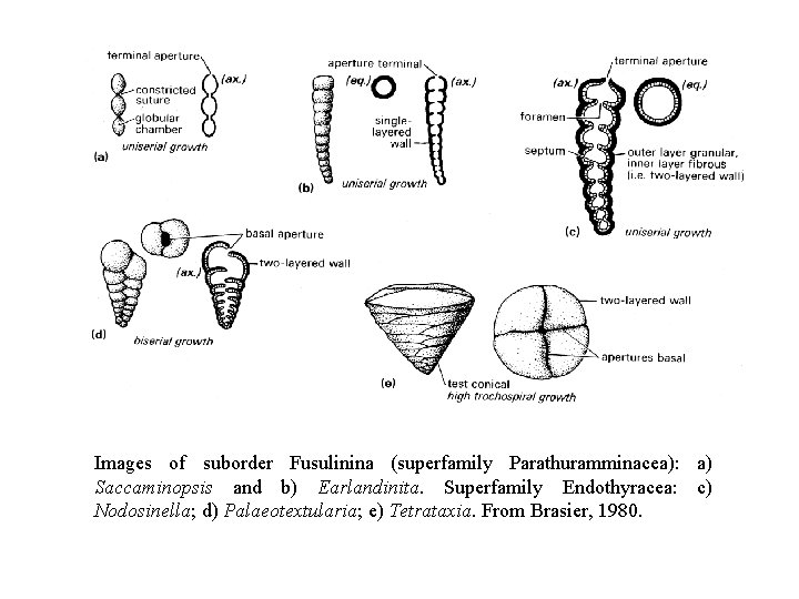 Images of suborder Fusulinina (superfamily Parathuramminacea): a) Saccaminopsis and b) Earlandinita. Superfamily Endothyracea: c)