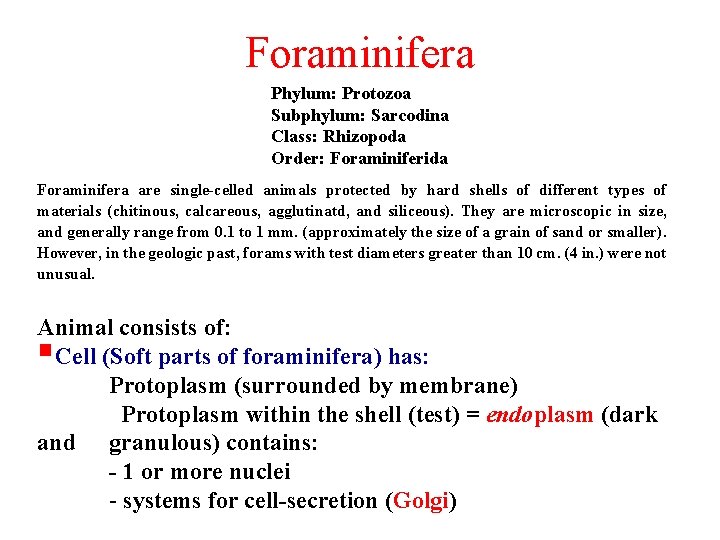 Foraminifera Phylum: Protozoa Subphylum: Sarcodina Class: Rhizopoda Order: Foraminiferida Foraminifera are single-celled animals protected