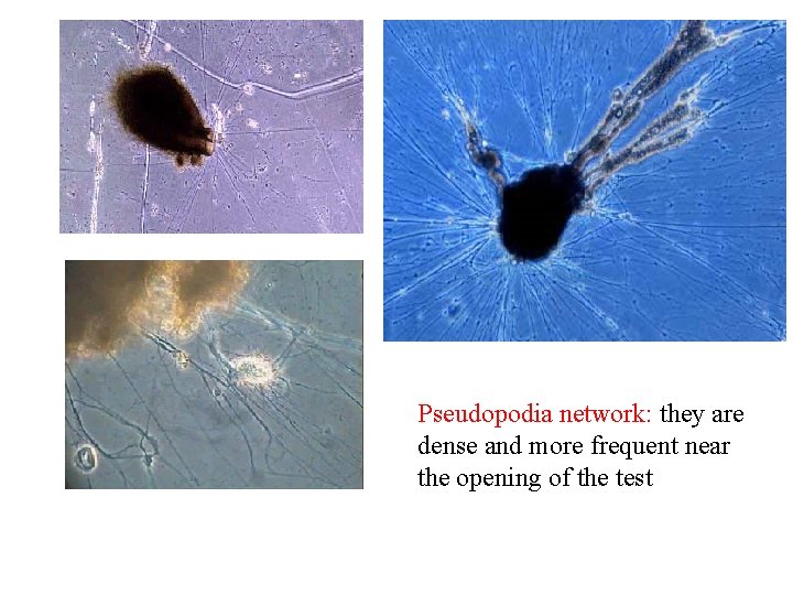 Pseudopodia network: they are dense and more frequent near the opening of the test