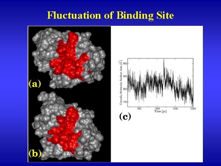 Fluctuation of Binding Site 