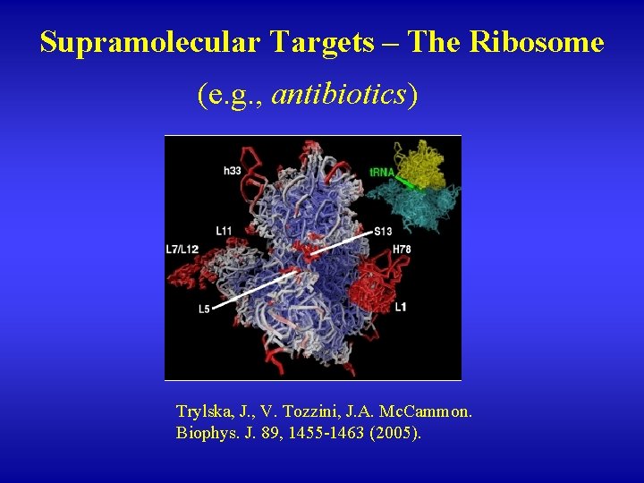 Supramolecular Targets – The Ribosome (e. g. , antibiotics) Trylska, J. , V. Tozzini,