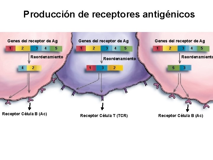 Producción de receptores antigénicos Genes del receptor de Ag 1 2 3 4 5