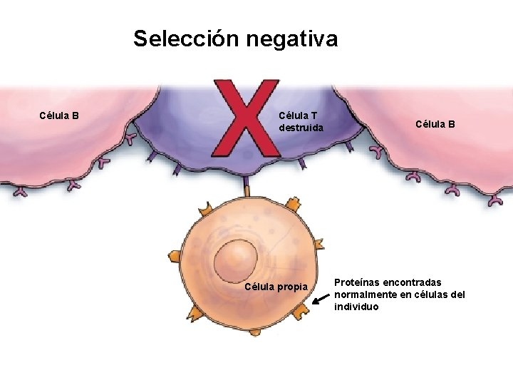 Selección negativa Célula B Célula T destruida Célula propia Célula B Proteínas encontradas normalmente