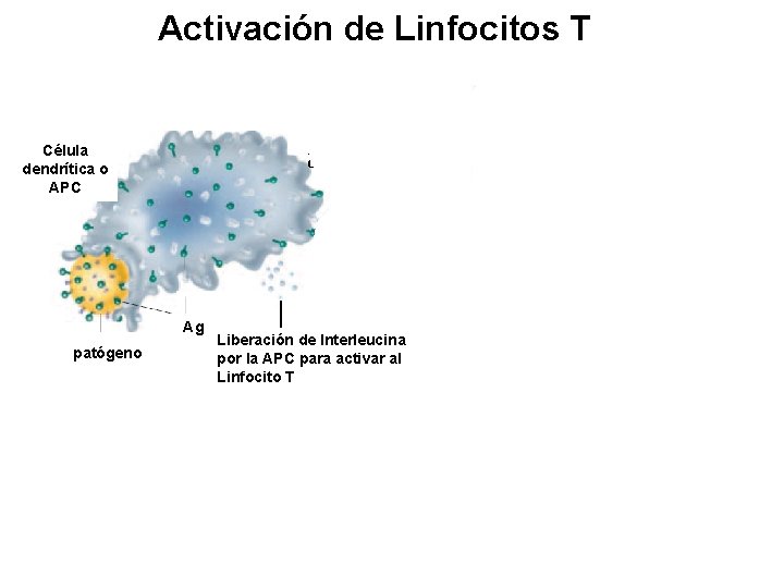 Activación de Linfocitos T Liberación de citocinas que estimulan la proliferación para producir un