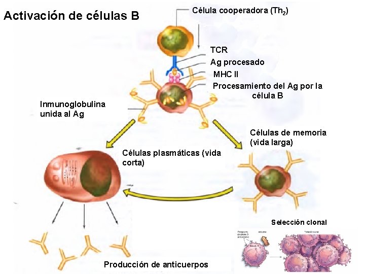 Activación de células B Célula cooperadora (Th 2) TCR Ag procesado MHC II Procesamiento Activación de células B Célula cooperadora (Th 2) TCR Ag procesado MHC II Procesamiento