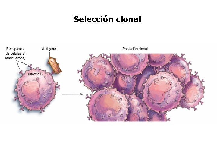 Selección clonal 