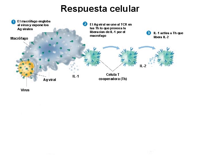 Respuesta celular El macrófago engloba al virus y expone los Ag virales El Ag