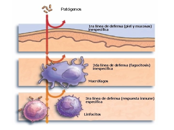 Patógenos 1 ra línea de defensa (piel y mucosas) inespecífica 2 da línea de