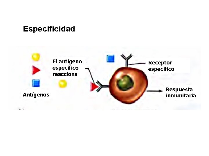 Especificidad El antígeno específico reacciona Antígenos Receptor específico Respuesta inmunitaria 