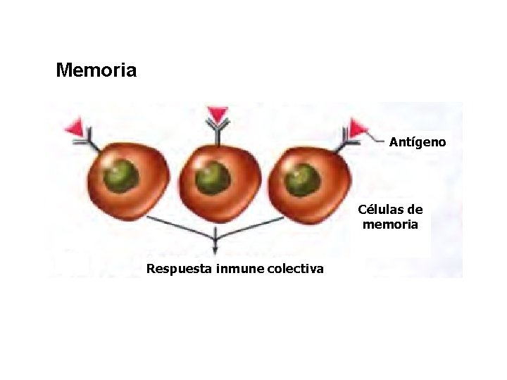 Memoria Antígeno Células de memoria Respuesta inmune colectiva 