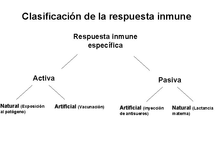 Clasificación de la respuesta inmune Respuesta inmune específica Activa Natural (Exposición al patógeno) Pasiva