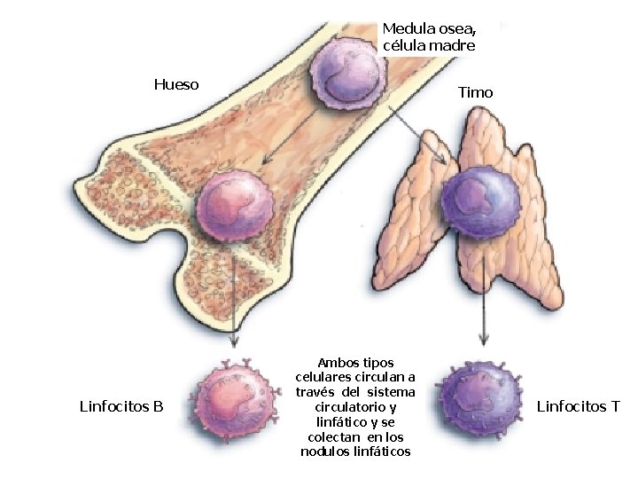 Medula osea, célula madre Hueso Linfocitos B Timo Ambos tipos celulares circulan a través