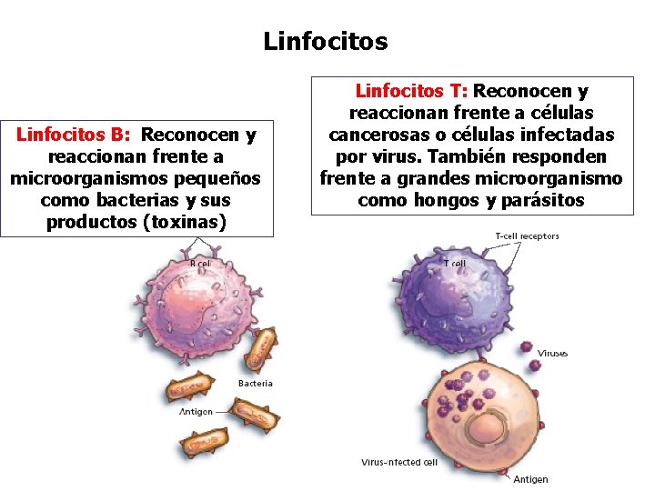 Linfocitos B: Reconocen y reaccionan frente a microorganismos pequeños como bacterias y sus productos