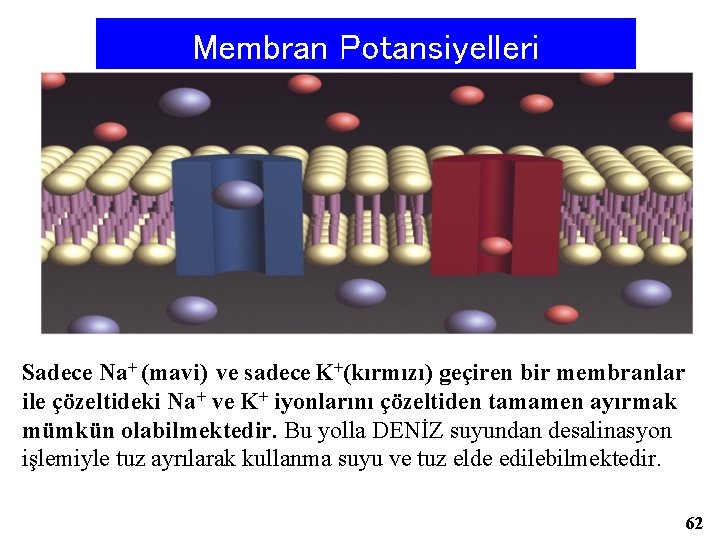 Membran Potansiyelleri Sadece Na+ (mavi) ve sadece K+(kırmızı) geçiren bir membranlar ile çözeltideki Na+