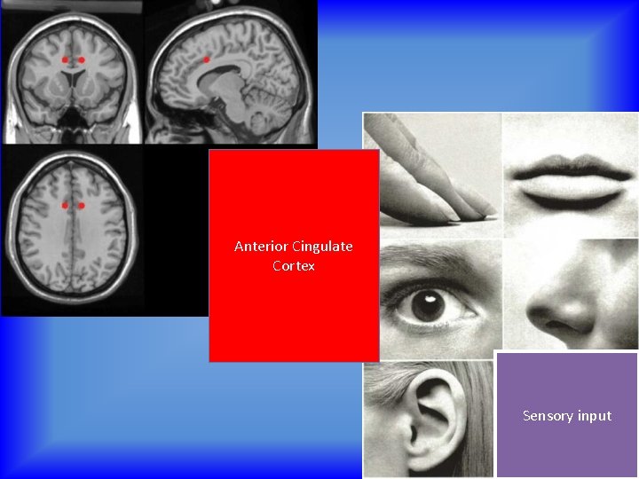 Anterior Cingulate Cortex Sensory input 