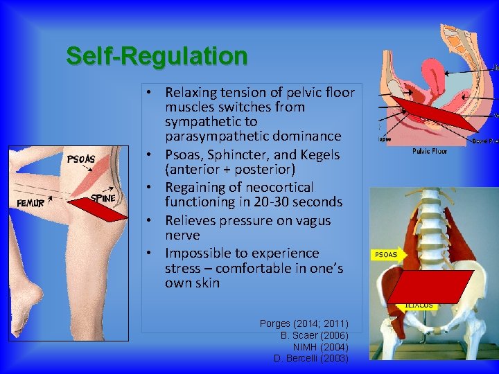 Self-Regulation • Relaxing tension of pelvic floor muscles switches from sympathetic to parasympathetic dominance